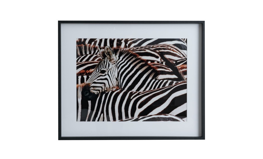 Poster Zebras buy in Dubai